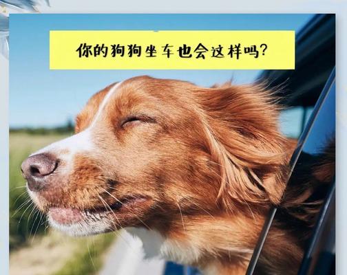 出门旅游时如何处理宠物狗的问题（带狗狗一