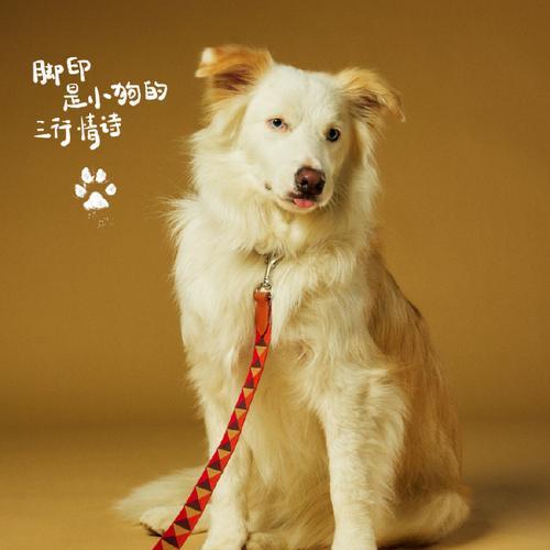 明星与爱犬的温情故事：揭秘娱乐圈的宠物情缘(图1)