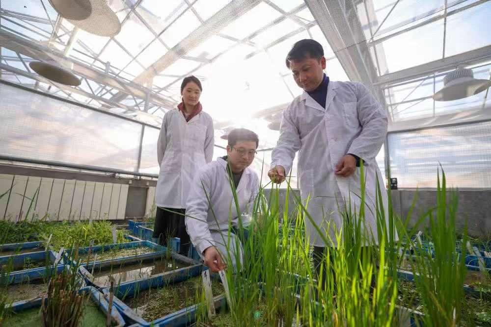 春耕生产全面展开，农资保障与科技赋能助力稳产增收(图5)