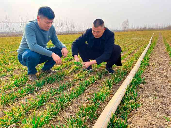 春耕生产全面展开，农资保障与科技赋能助力稳产增收(图4)