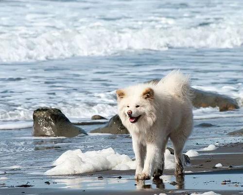 明星眼中的秋田魅力：四季、文化与美食的独特体验(图3)